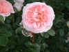 roses2-005