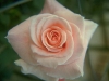 Pink Rose