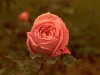 Pink Rose