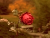 Tea Rose