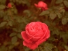 Red Rose