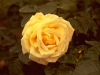 Yellow Rose