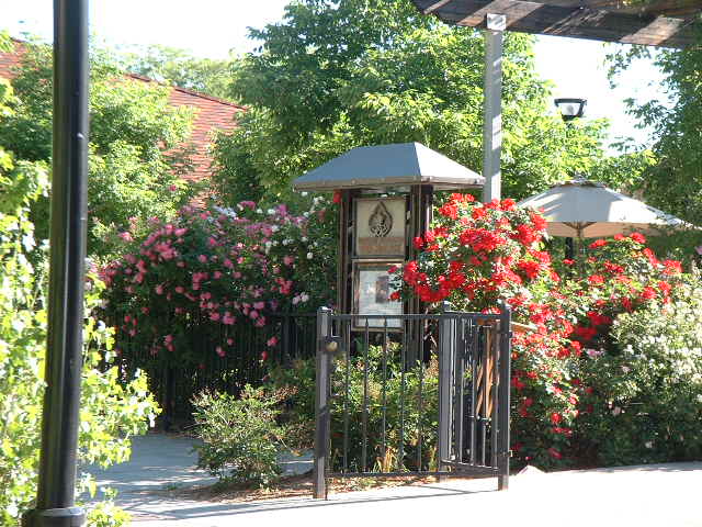 Roses 029