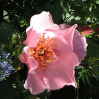 Dainty Bess